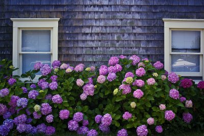 shore house in bloom