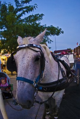 horse and carriages