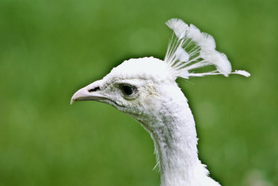 albino peacock