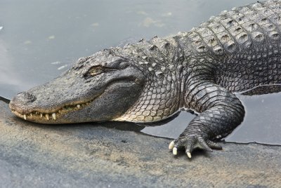 alligator in repose