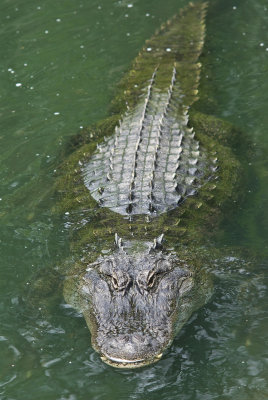 alligator