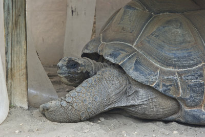 galapogos tortoise