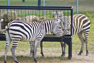 grant's zebra
