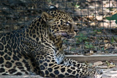 leopard profile