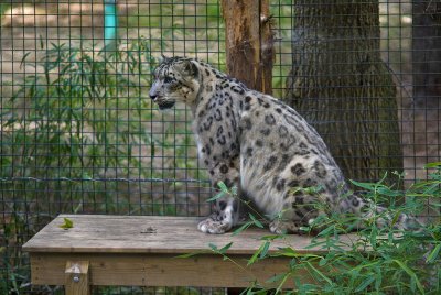 snow leopard