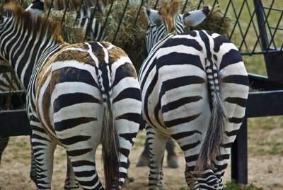 zebras at the trough
