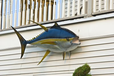 trophy yellowfin tuna