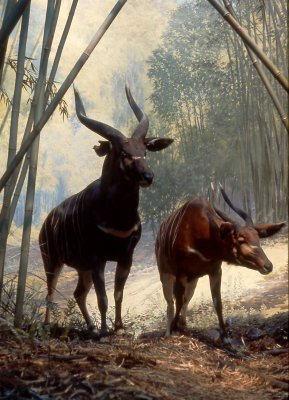 bongos - a diorama