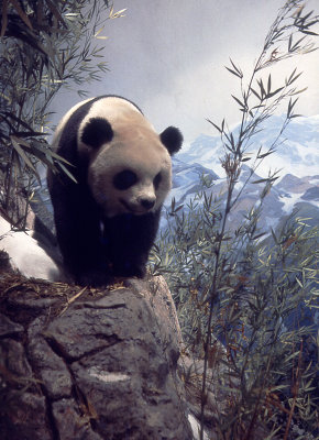 giant panda - a diorama