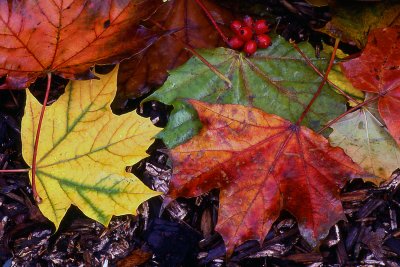 autumn leaves