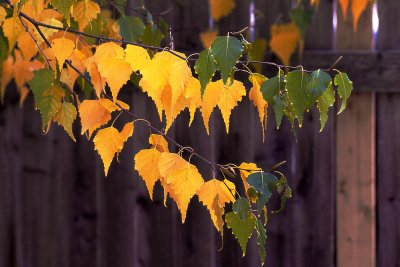 autums leaves 2