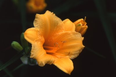 lily