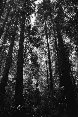 redwoods