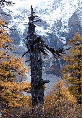 Ya Ding Reservation Park (3700m-4800m)