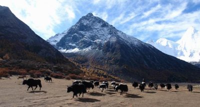 Luo Rong Cattle Field (4,150m) in Ya Ding