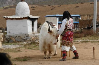 Tibet cowboy and his long hair white cow