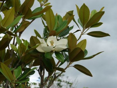 White magnolia flower (yulan)
