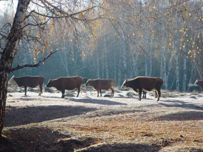 A cold morning