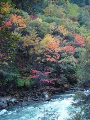 Maple Forest at Miyalo