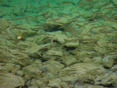 Fish in Panda Lake, Jiuzhaigou