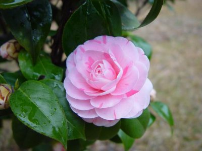 Camellia flower in Guangxi, China