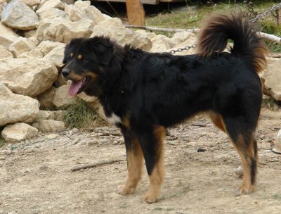 Tibet mastiff / hound