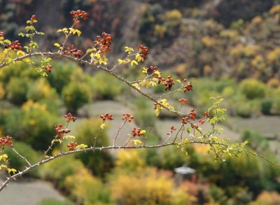 Buckthorns