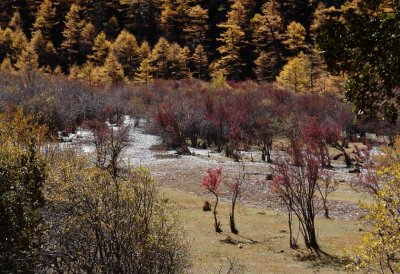 Ya Ding Park (3700m-4800m)