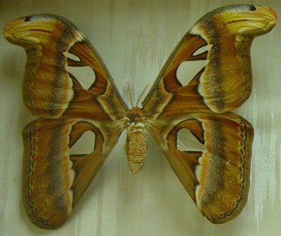 Butterfly Specimen in NE China