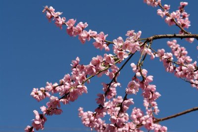 Peach Blossoms