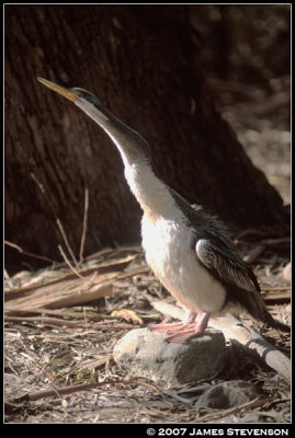 anml045.jpg