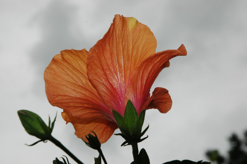 golden hibiscus.