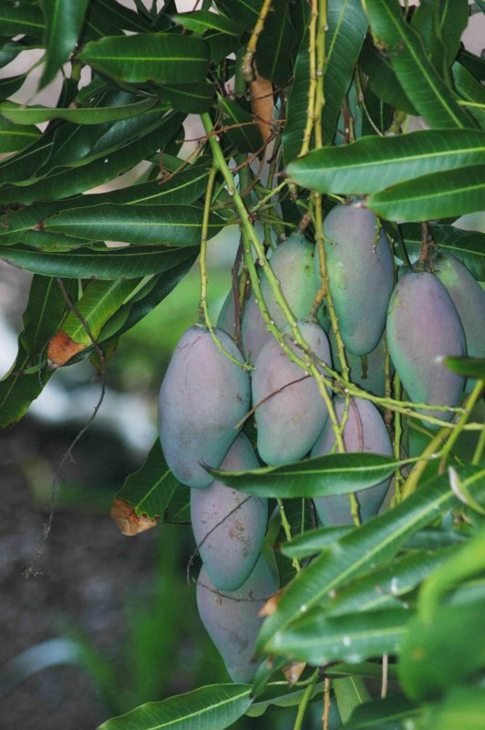 mango tree