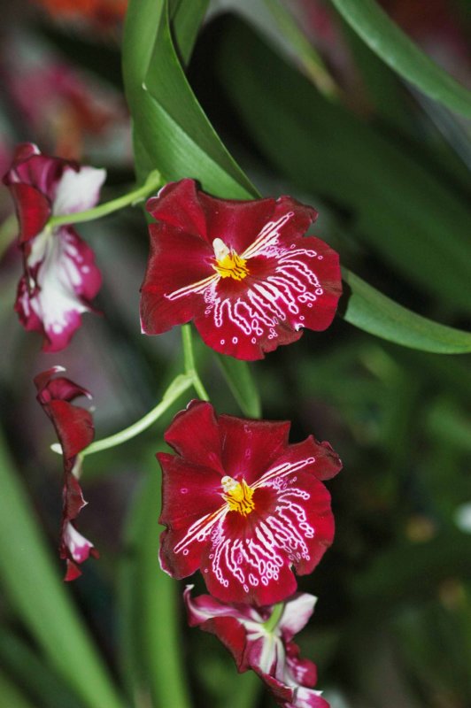 pensee orchid