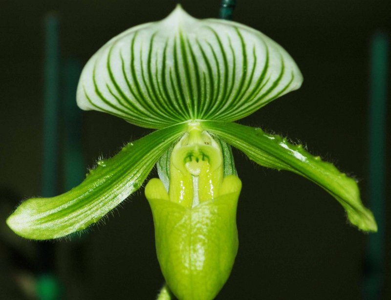 lady slipper orchid