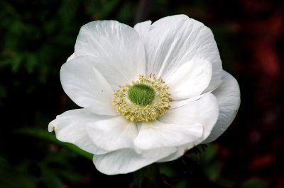 white anemoine.