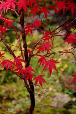 ALASKA FALL