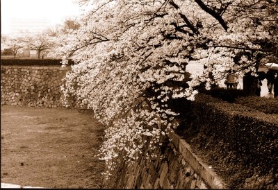 Japan (cherry blossom )