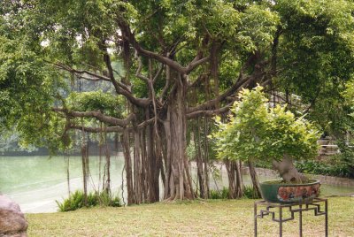 Old Oak Tree in China