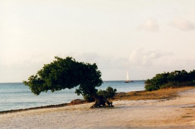 Divi tree in Aruba