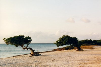 Two Divi trees( Aruba)