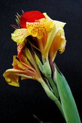 Canna flower( or banana flower if you wish)
