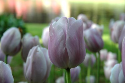 tulip 2