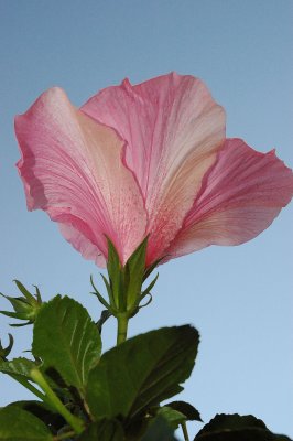 hibiscus( spring in Unionville)