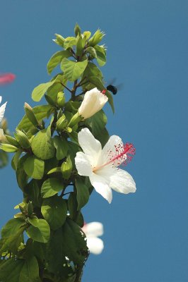 white hibiscus and bee