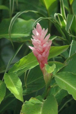 pink ginger flower