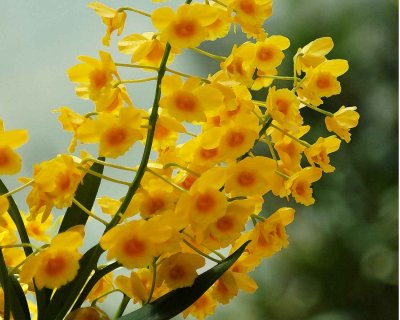orchid 10