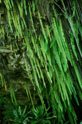fern at Fern Grotto
