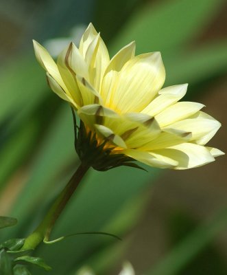 gazania