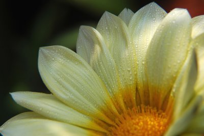gazania.